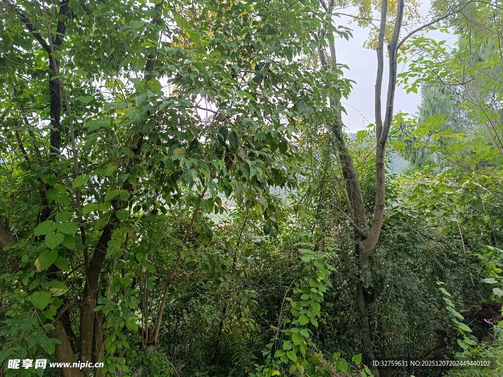 茂密森林绿意盎然