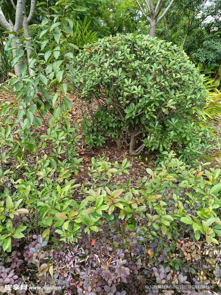 绿意盎然的多样植物景观