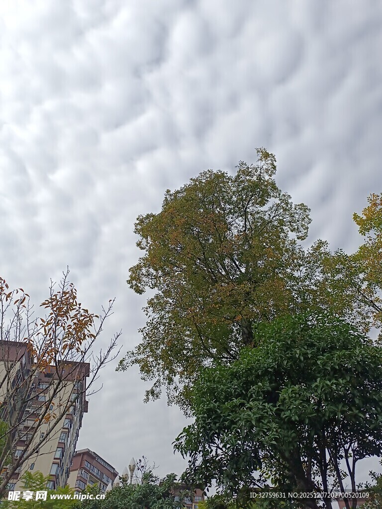 云层下的绿树与建筑