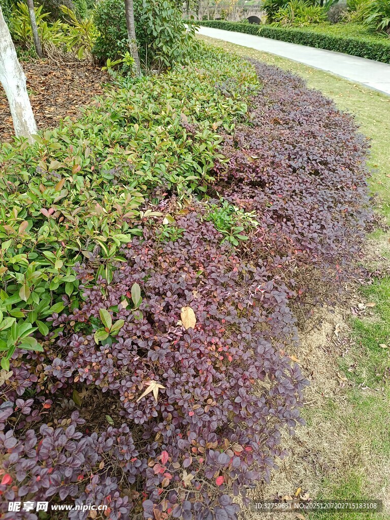 路边多彩植物景观