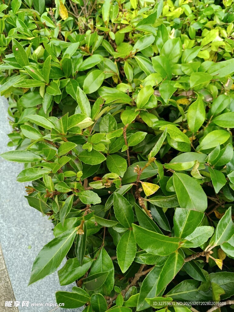 翠绿繁茂的绿植景观