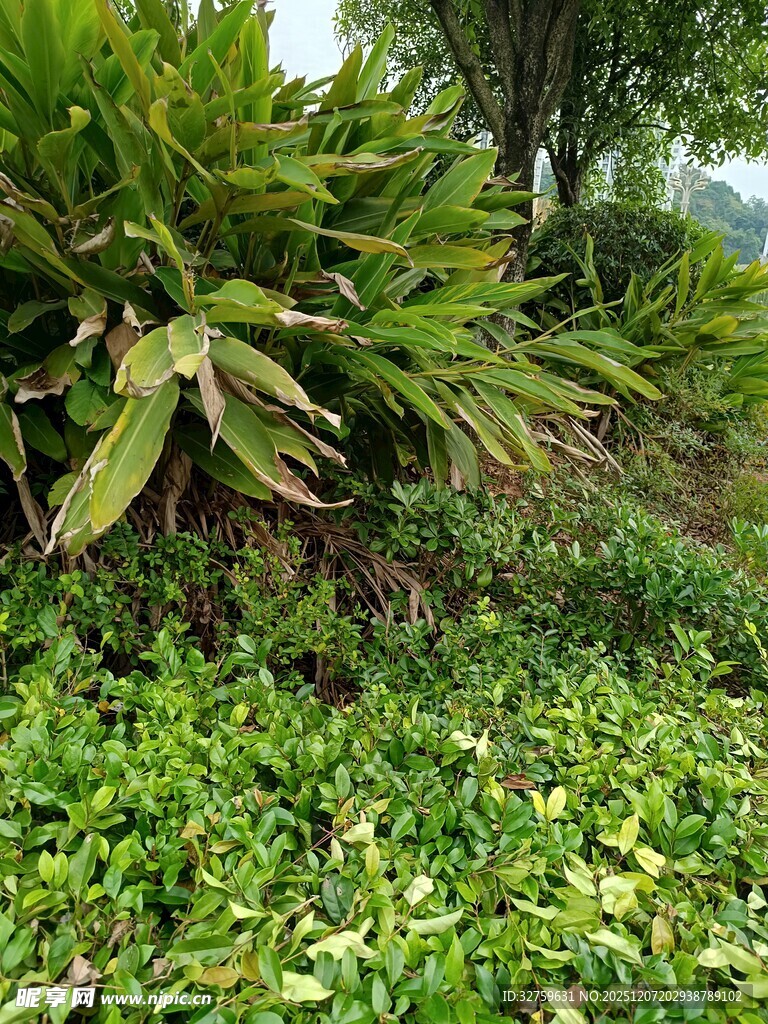 翠绿繁茂的植物景观