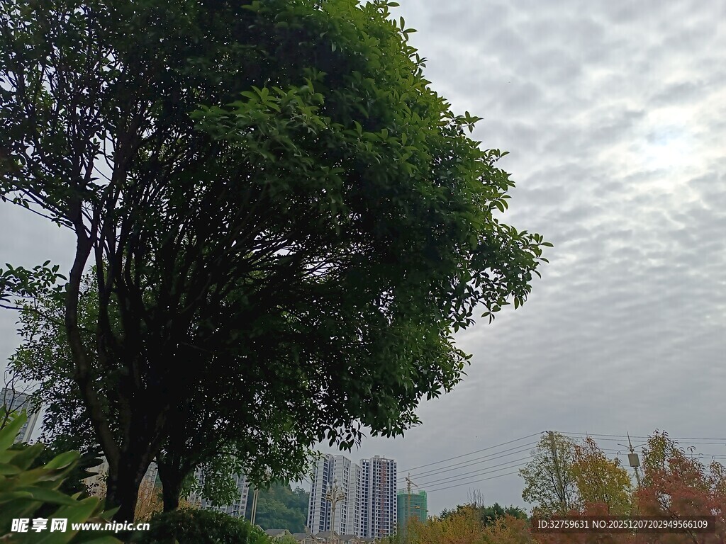 城市中繁茂绿树与朦胧天空