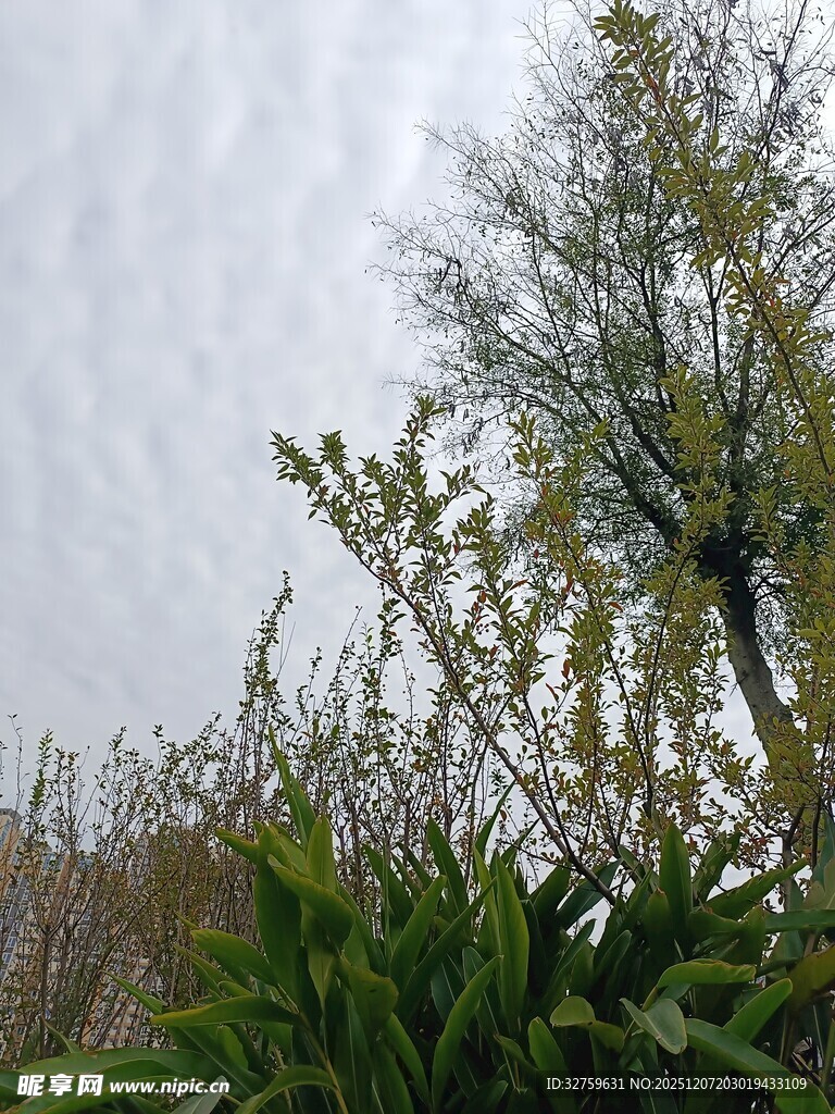 天空下的绿植与树木