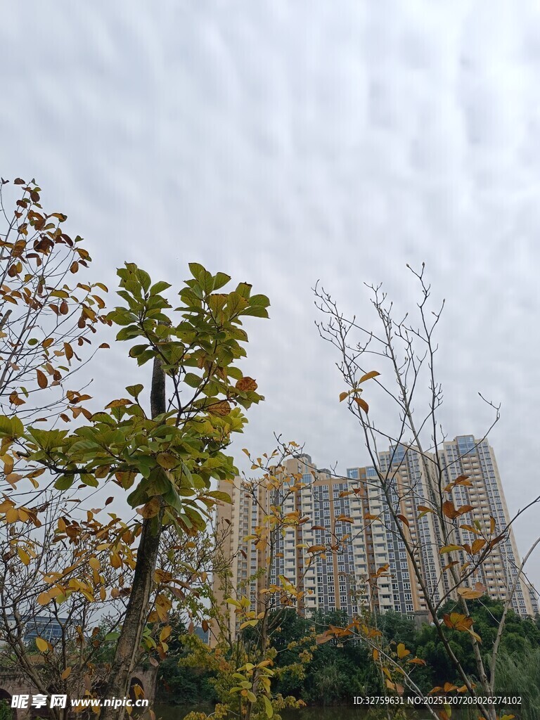 秋日城市中的树木与建筑