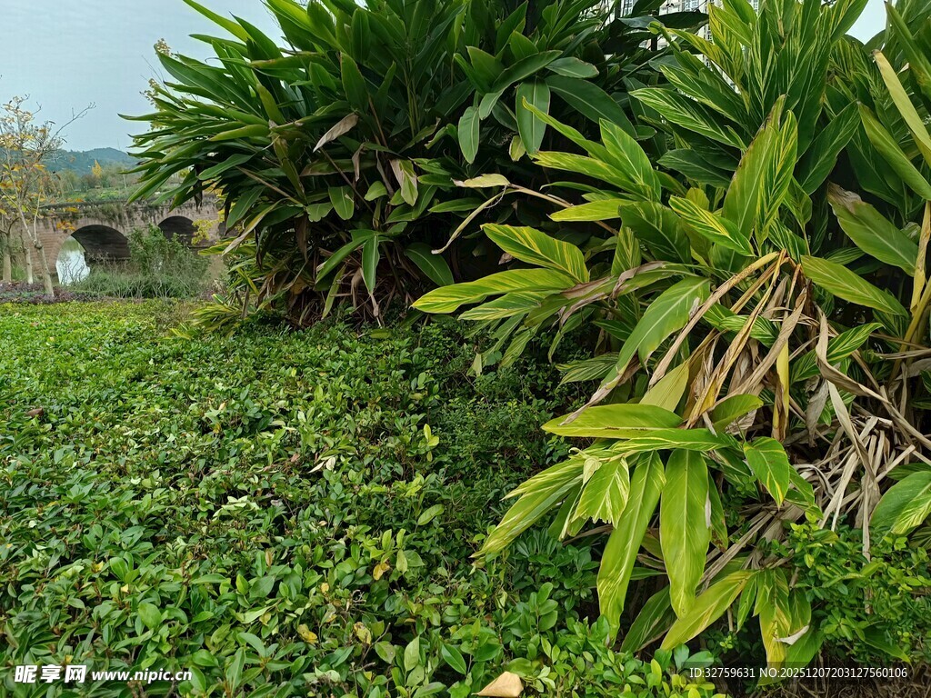 绿意盎然的植物景观