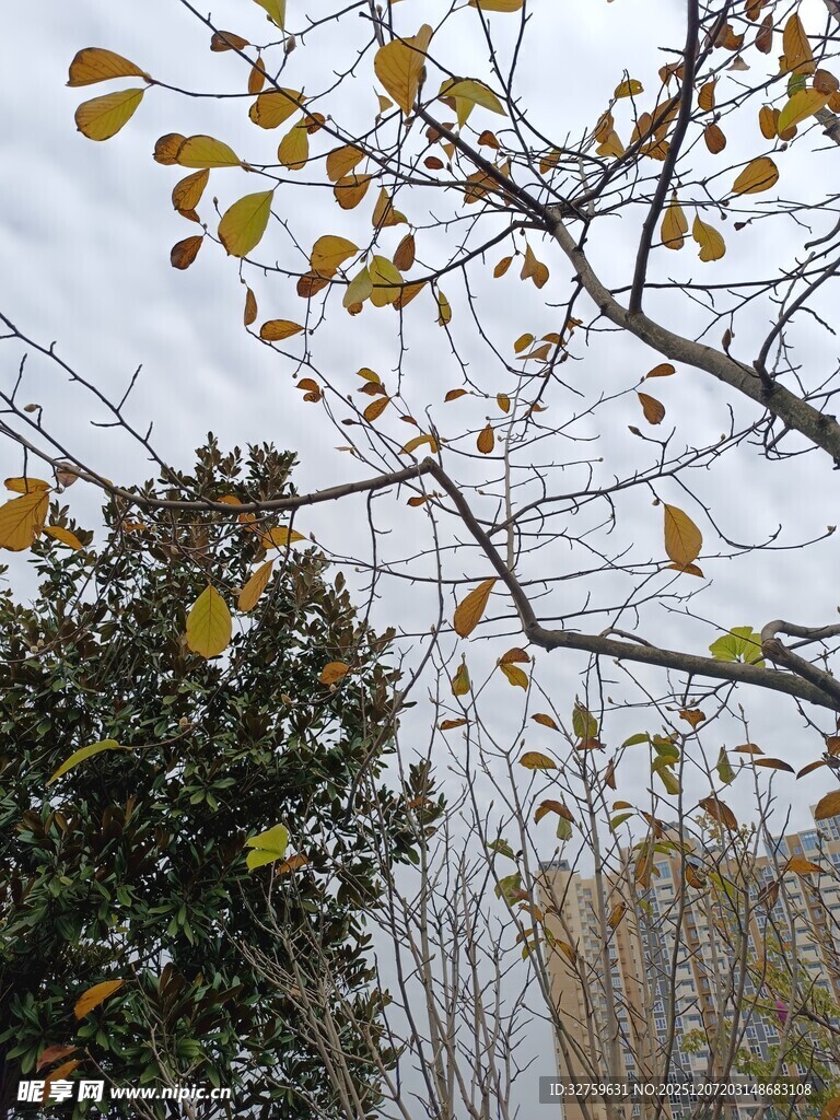 秋日树叶下的朦胧景致