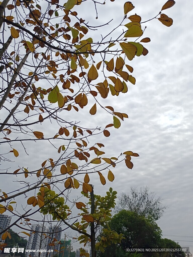 秋日枝头黄叶映灰天