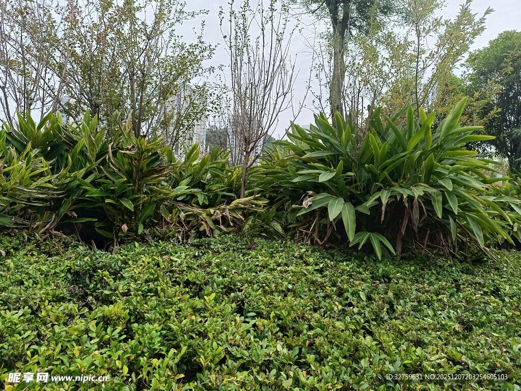 绿意盎然的植物景观