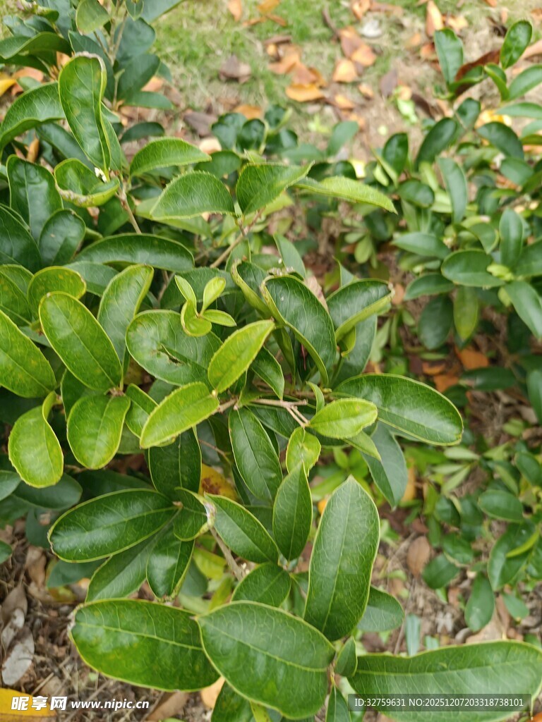 绿叶繁茂的植物景观