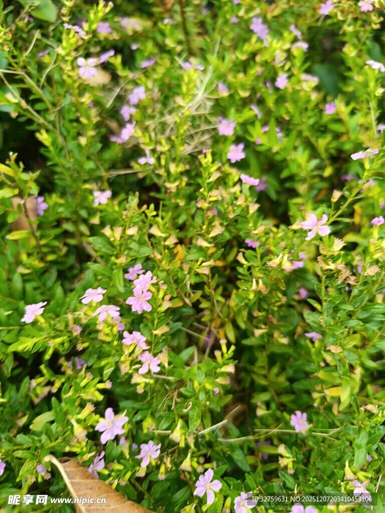 繁茂绿植间的细碎紫花