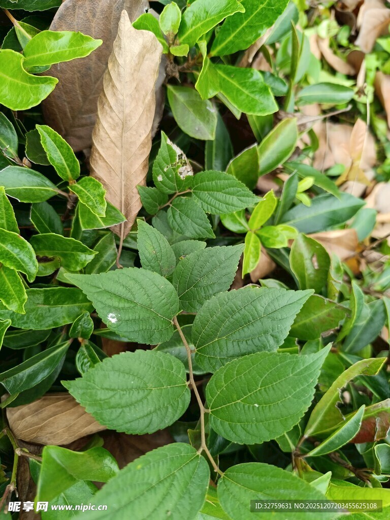 绿叶繁茂的植物景观