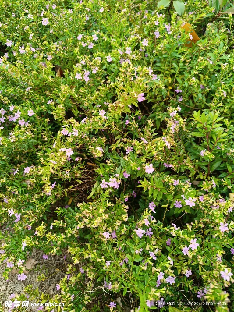 绿叶间的白色小花绽放