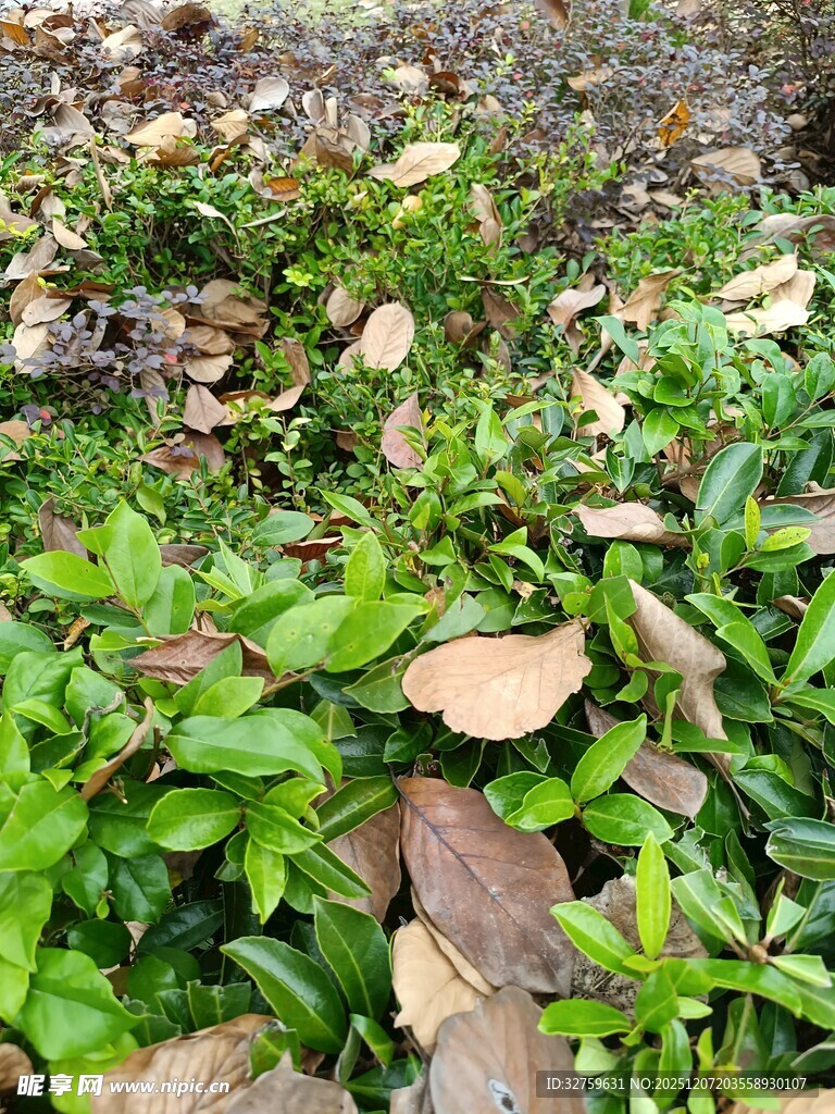 地面上的翠绿植物与枯叶