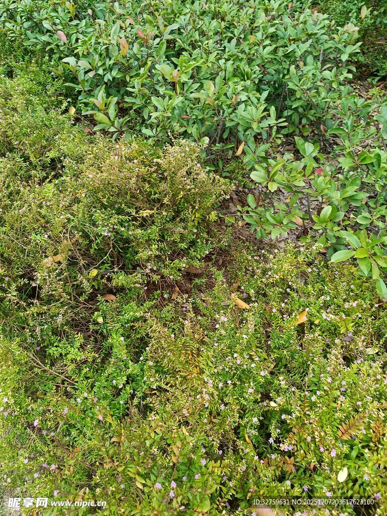 野外繁茂的绿色植物景观