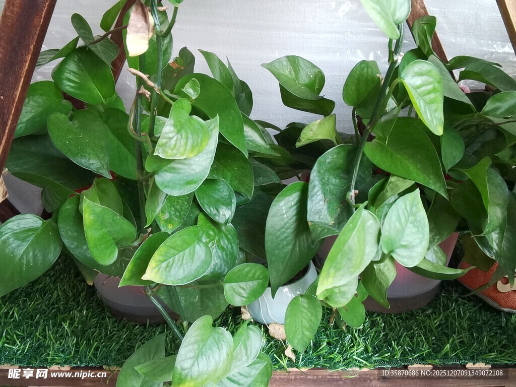 翠绿绿萝盆栽清新自然