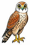 站立的斑点鹰隼插画