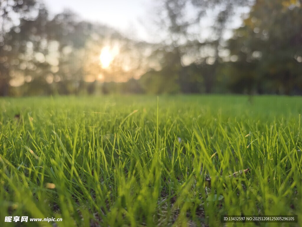 晨光下的嫩绿草地