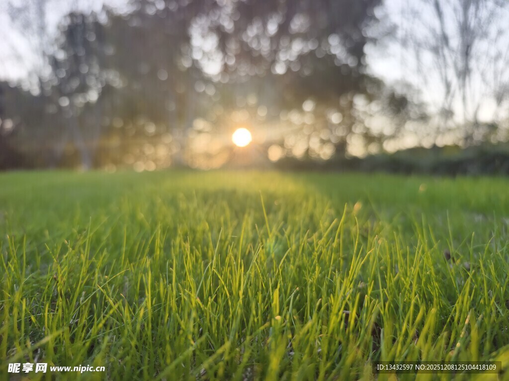 晨光下的翠绿稻田