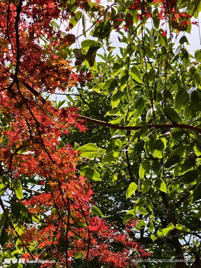 红绿叶相映的美丽景致