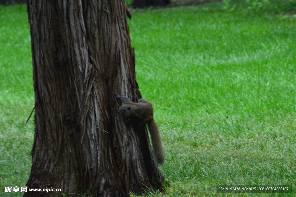 小松鼠  