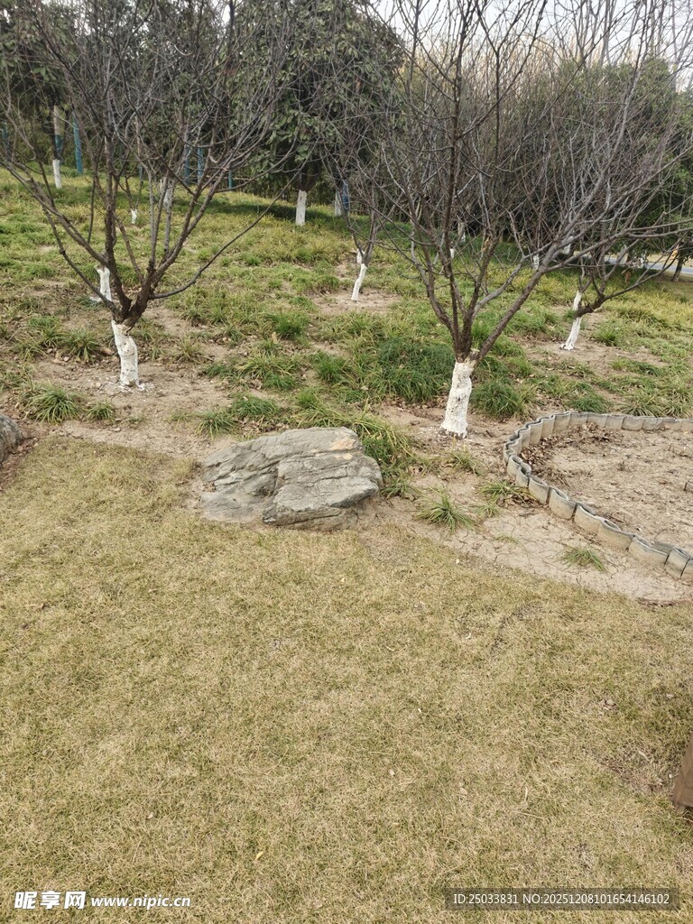 冬日园林枯树与草地景观