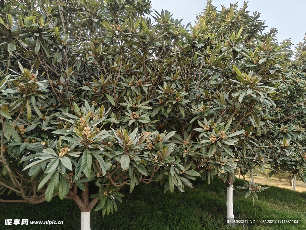 茂盛广玉兰树景观