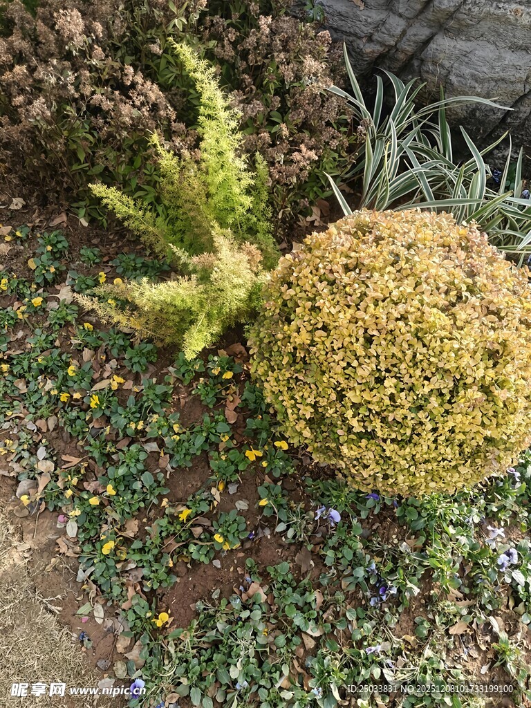 造型独特的园林植物景观