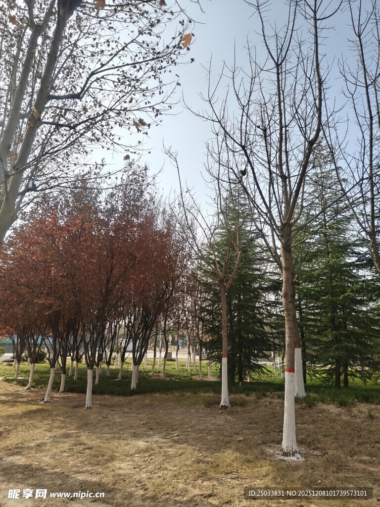 冬日公园树木景观