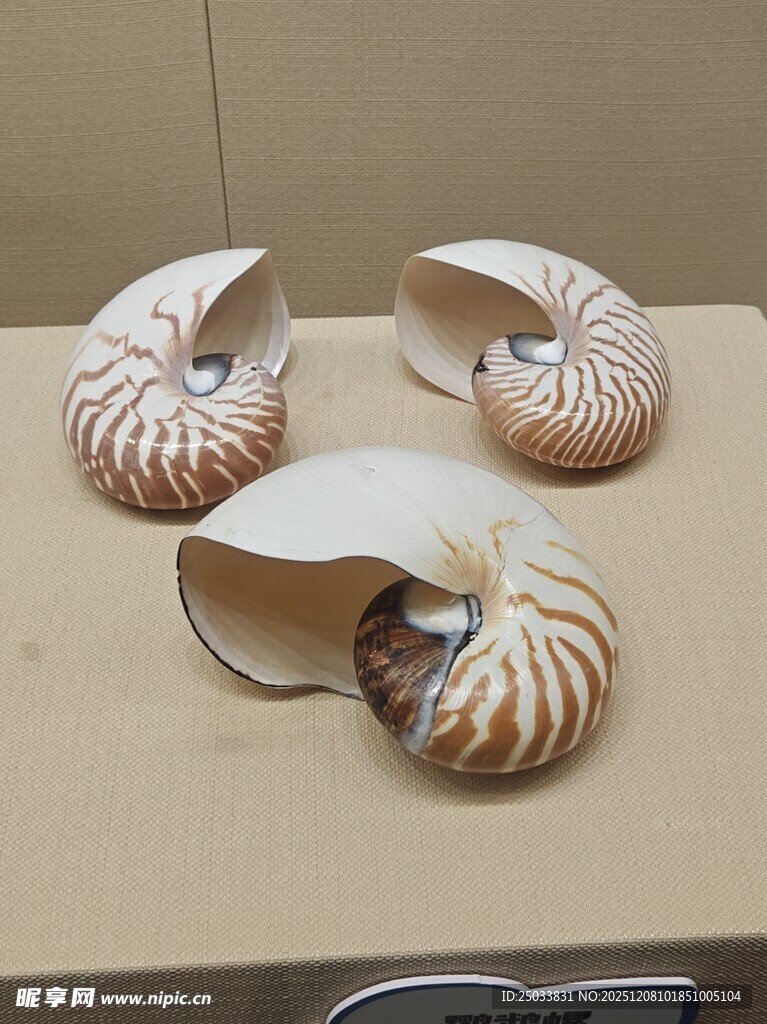 美丽鹦鹉螺贝壳展示