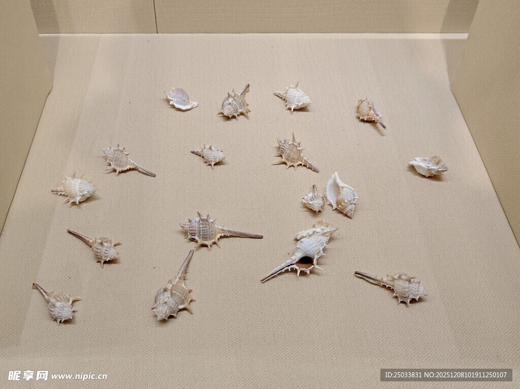 多样贝壳陈列展示