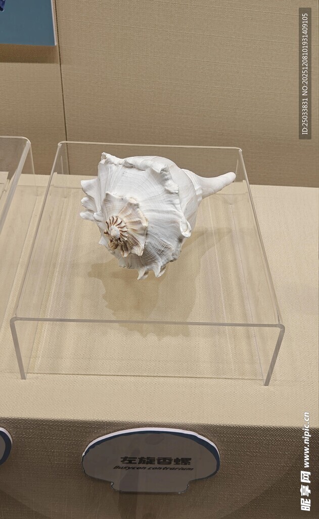 透明展示盒中的白色物品