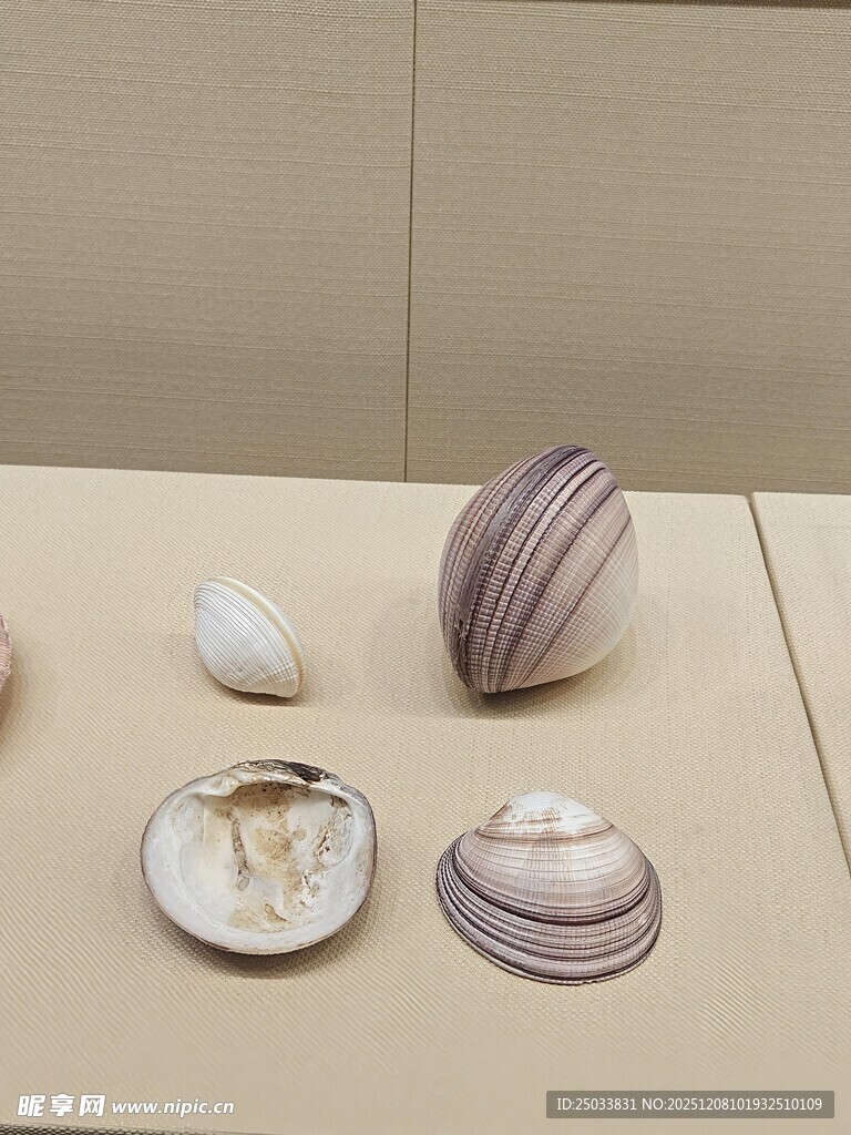 古代贝壳饰品展示