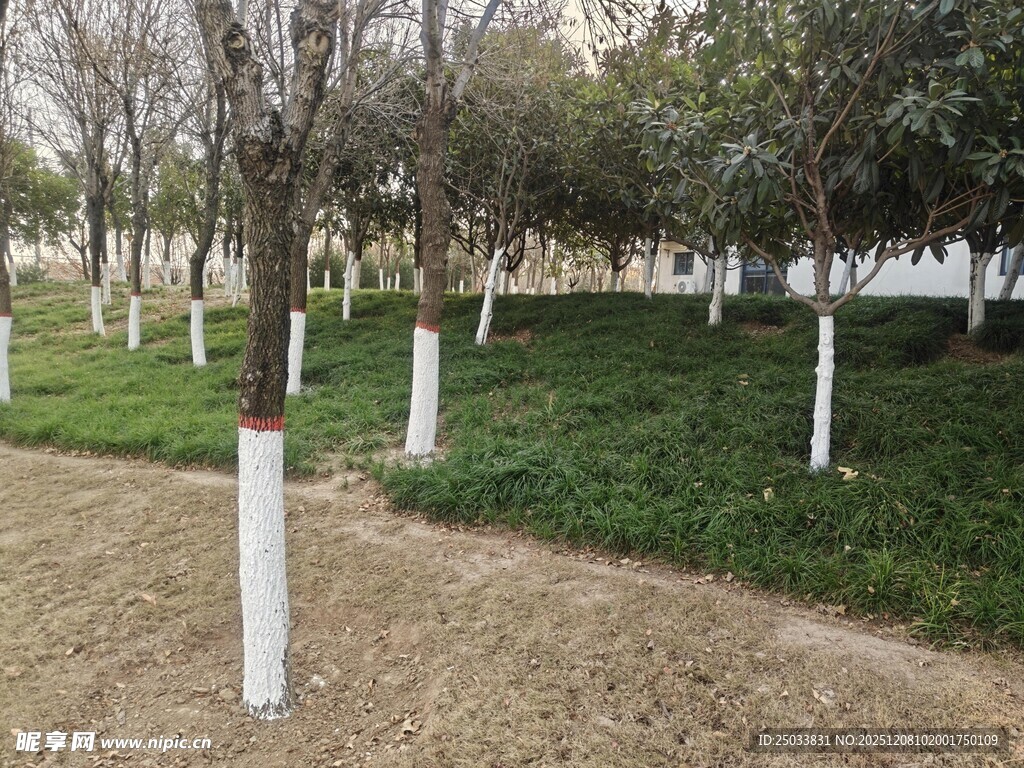 冬日公园的树木景观