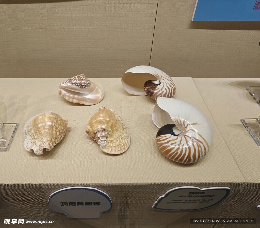 精美贝壳标本展示