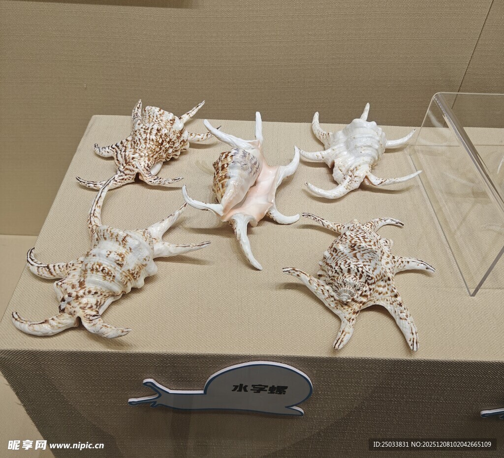 精美海星贝壳摆件展示