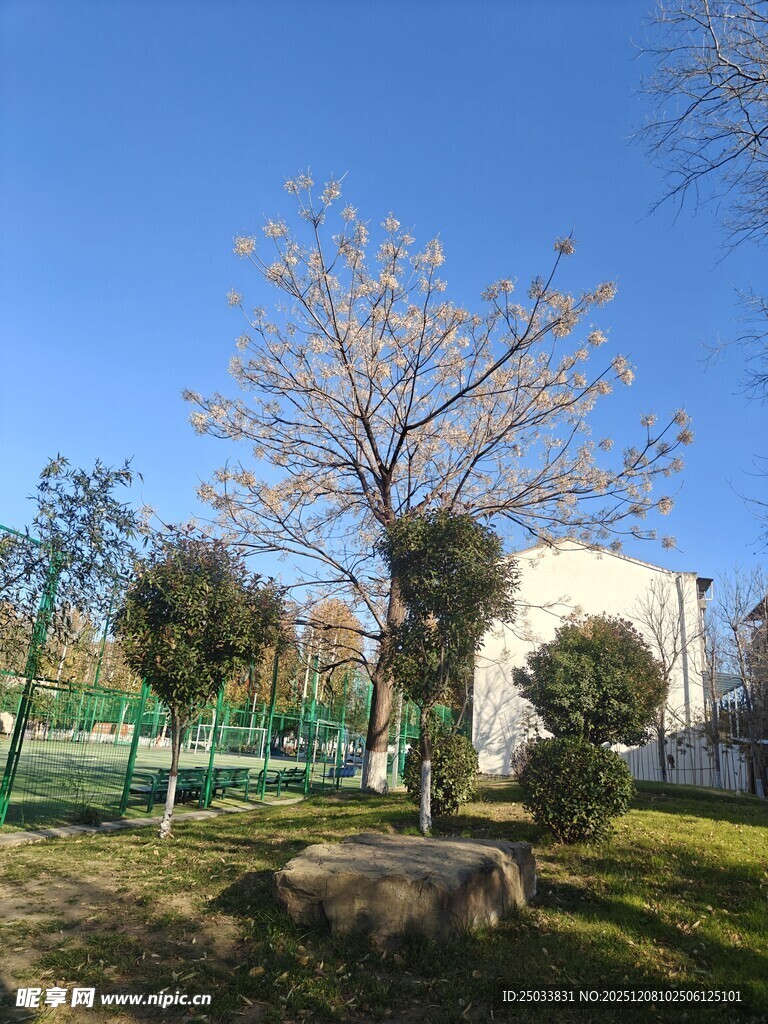 户外公园的树木与景致