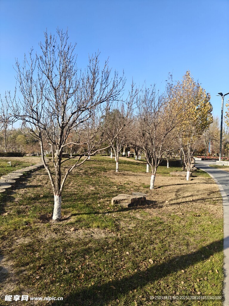 冬日公园枯树草地景观