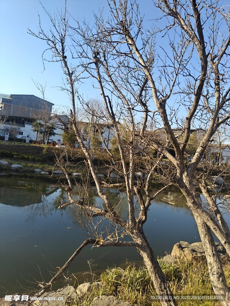 冬日湖边枯树景致