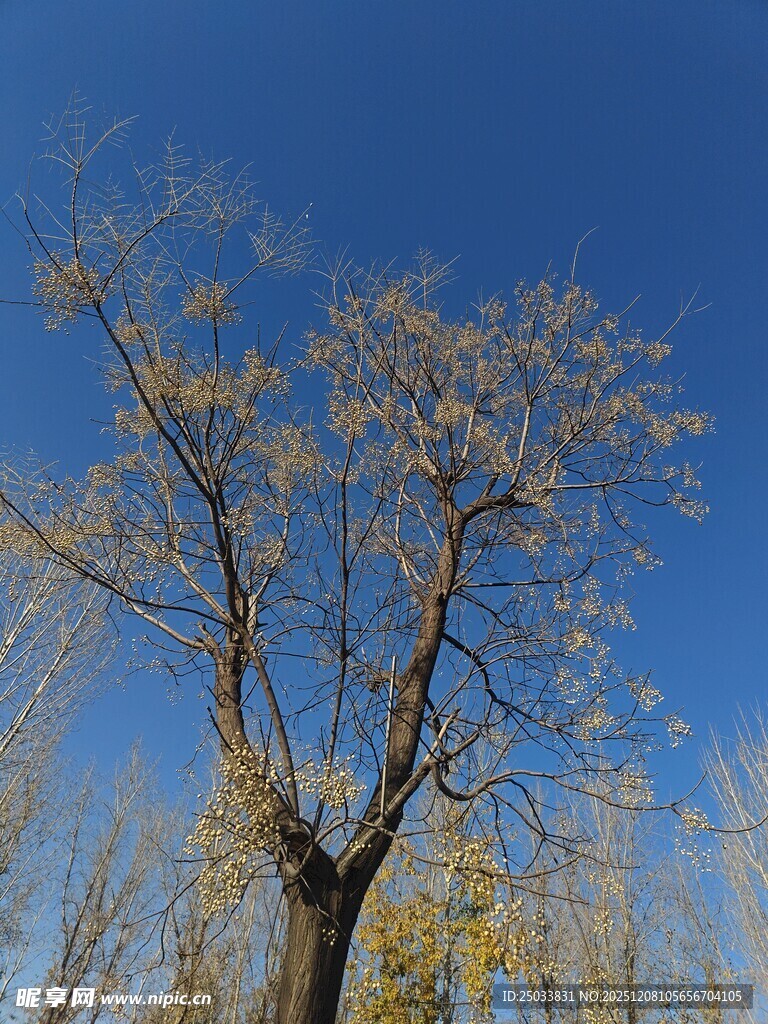 蓝天映衬下的光秃树木