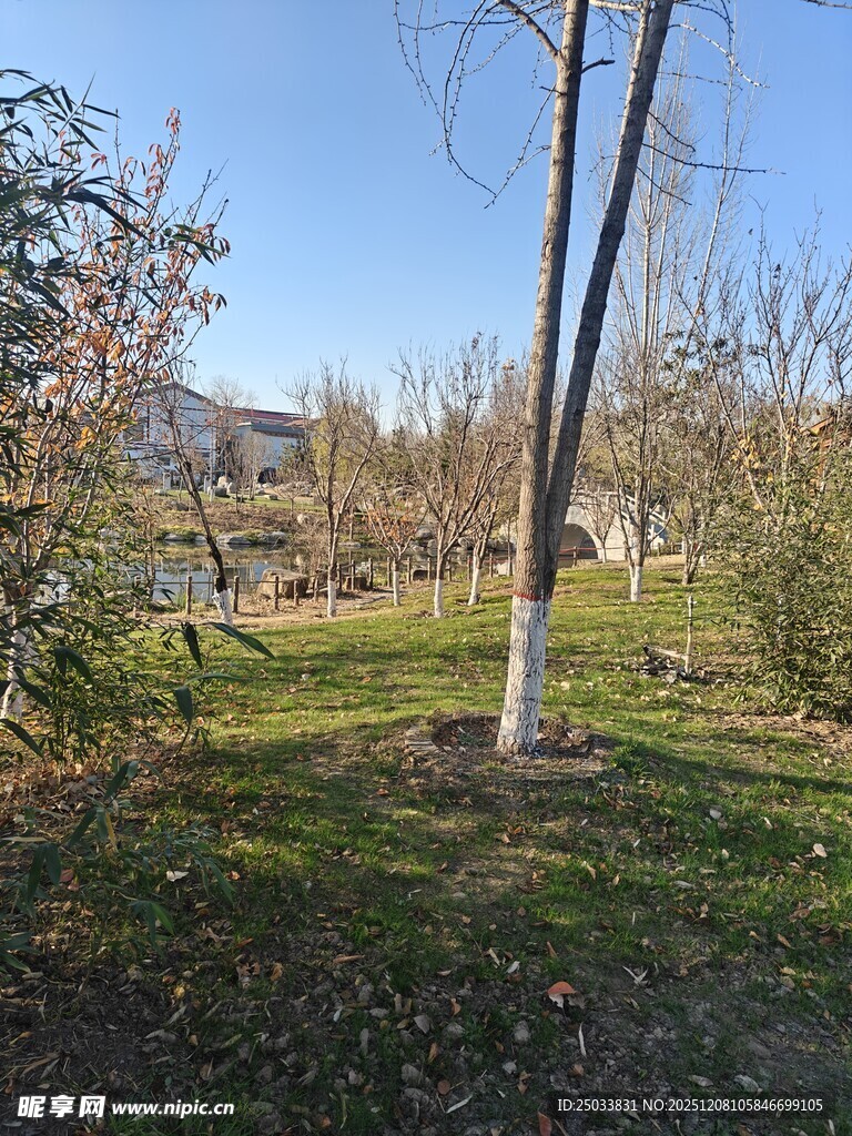 冬日公园草地树木景致