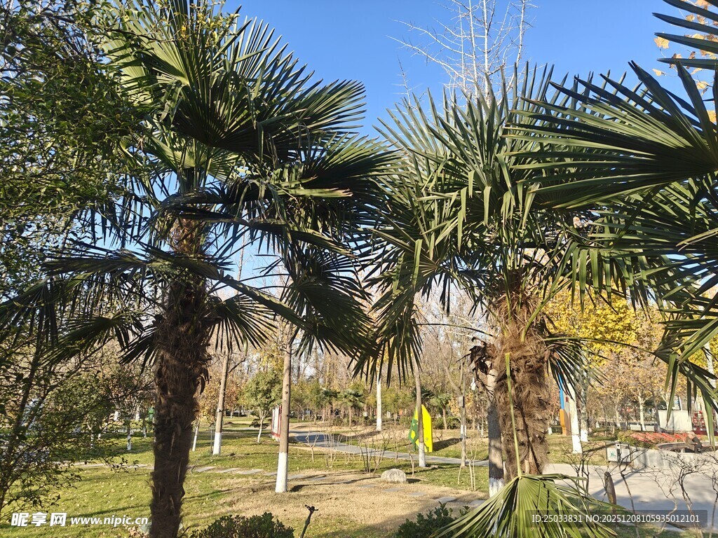 公园中的棕榈树景观