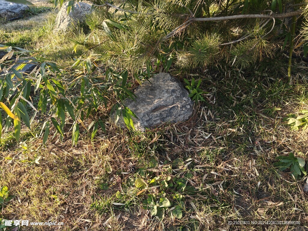 山间植被与岩石景观