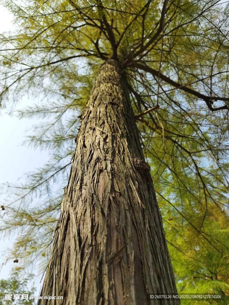 高大挺拔的古老银杏树