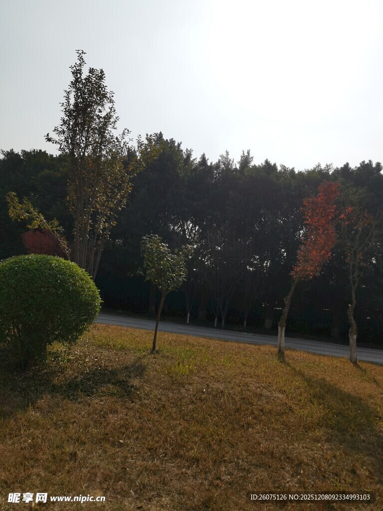 户外秋日公园风景