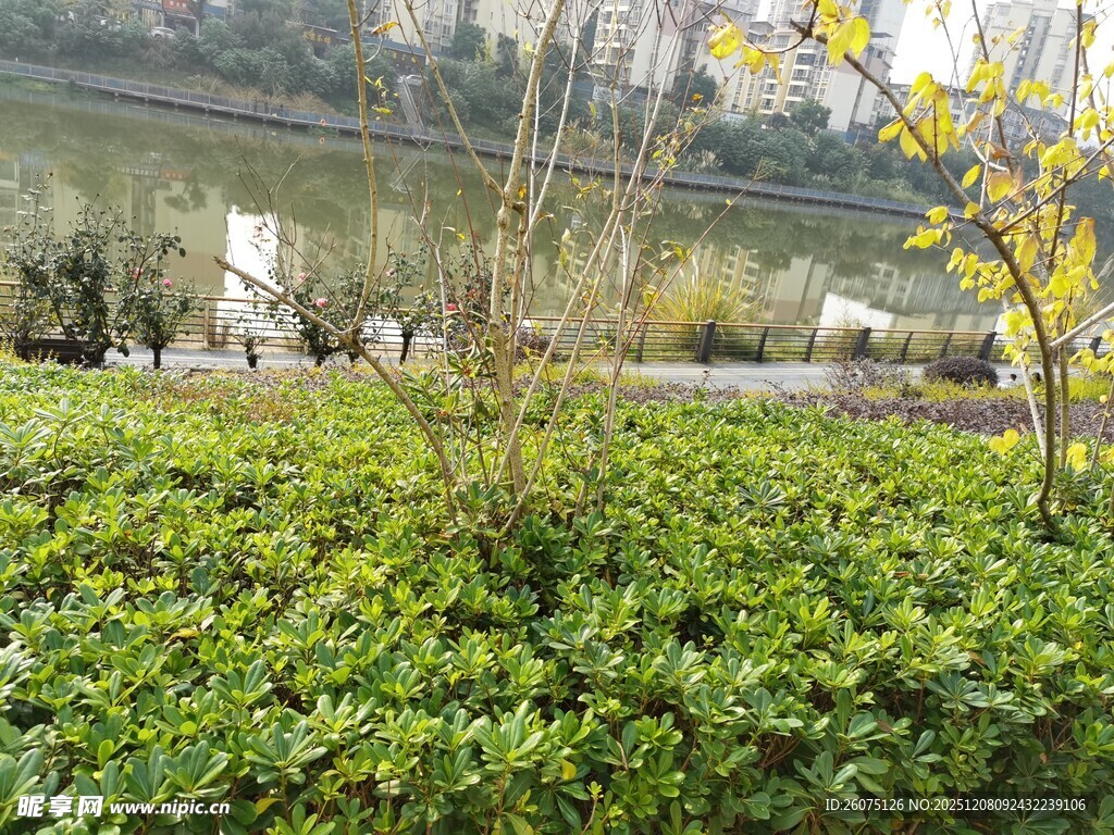 城市中的绿植景观