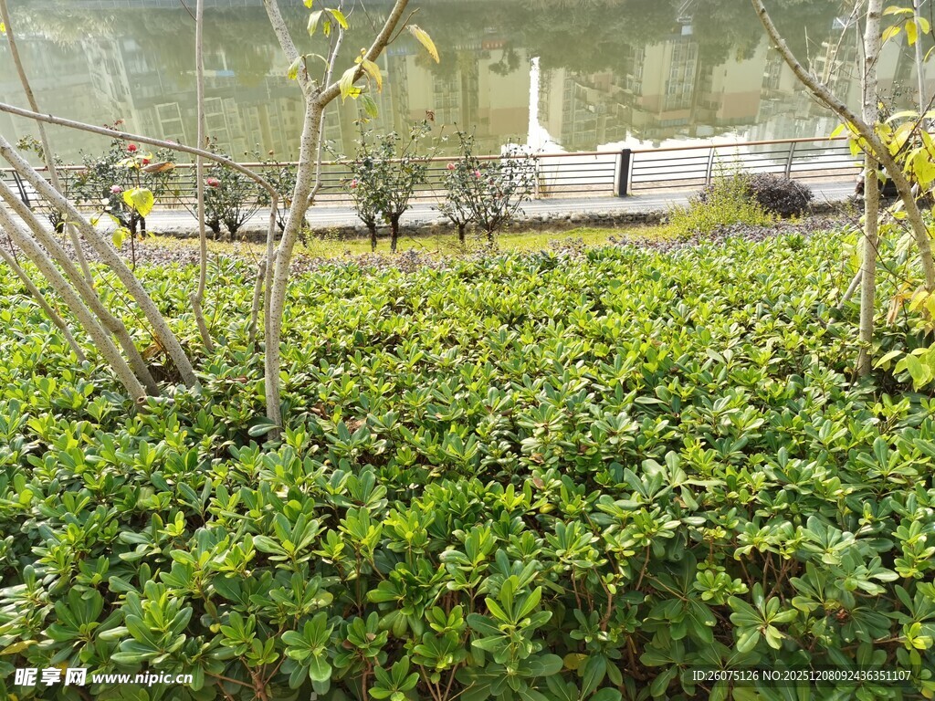 绿意盎然的园林景观