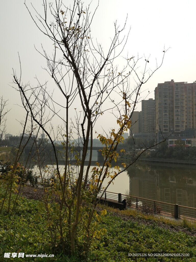 河畔枯树与城市远景