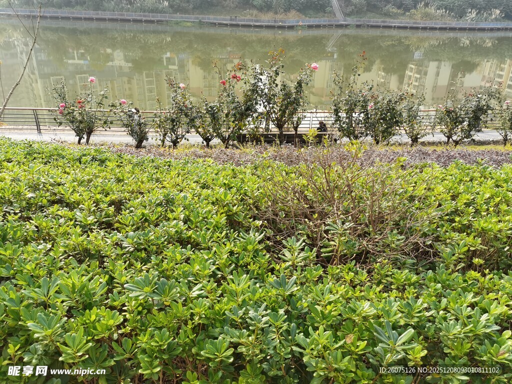 绿意盎然的水边植物景观