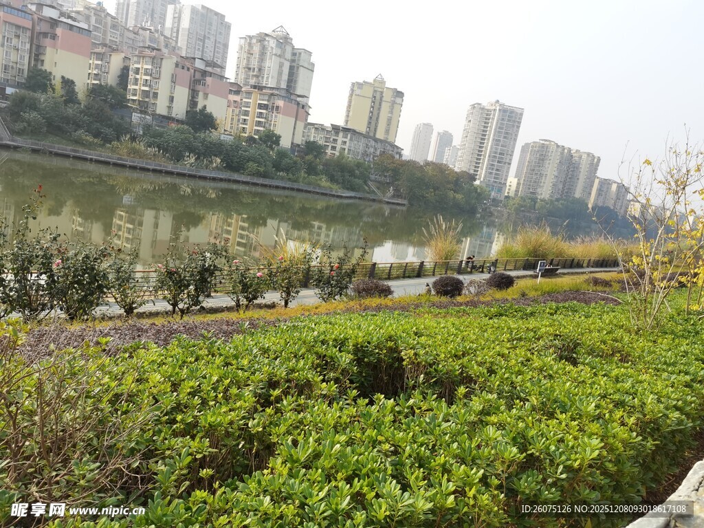 河畔绿植与远处高楼景观